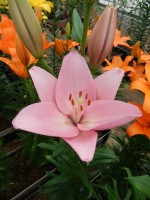 [5594 VH24 Tsjaikovski No02.JPG]